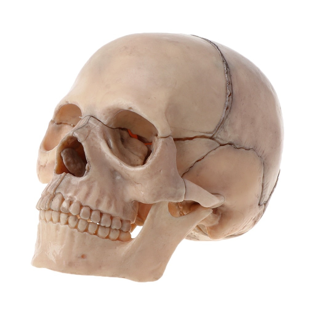 Modelo Anatômico do Crânio Humano 4D - 15 Peças