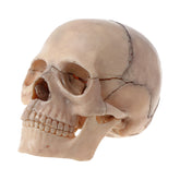 Modelo Anatômico do Crânio Humano 4D - 15 Peças