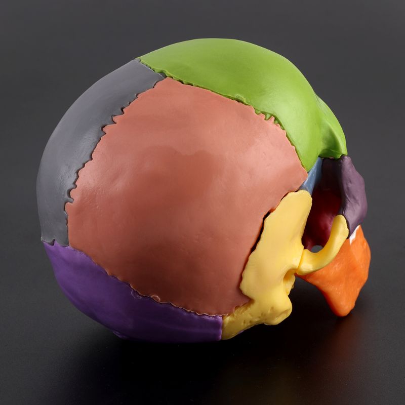 Modelo Anatômico do Crânio Humano 4D - 15 Peças