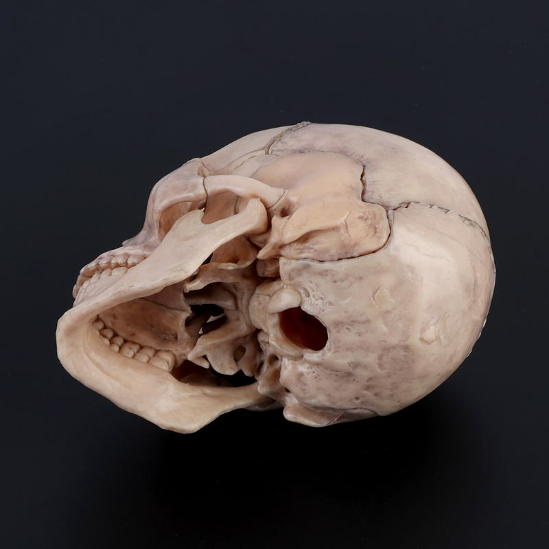 Modelo Anatômico do Crânio Humano 4D - 15 Peças