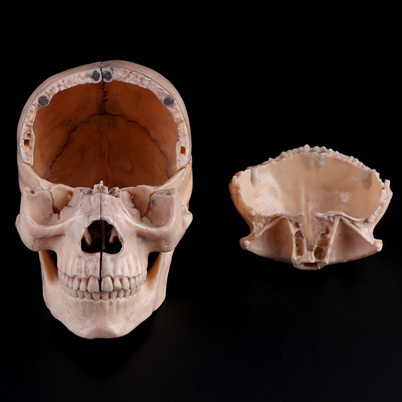Modelo Anatômico do Crânio Humano 4D - 15 Peças