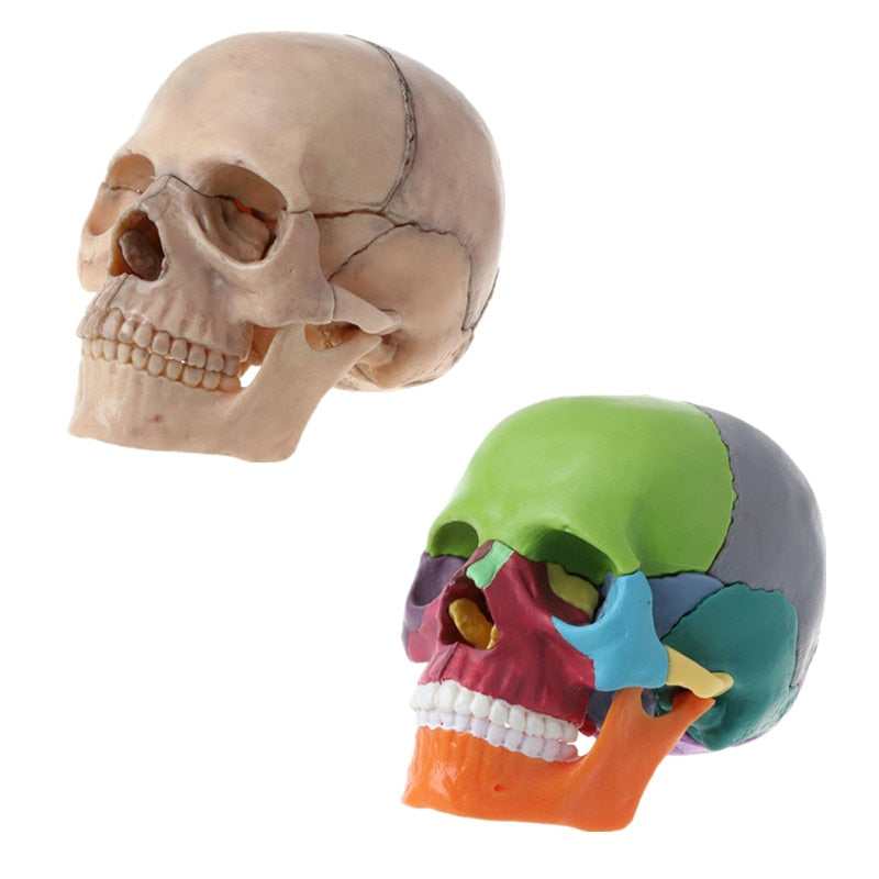 Modelo Anatômico do Crânio Humano 4D - 15 Peças