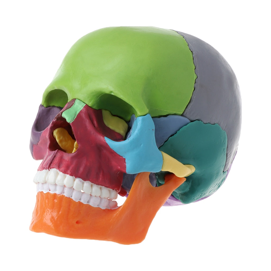 Modelo Anatômico do Crânio Humano 4D - 15 Peças