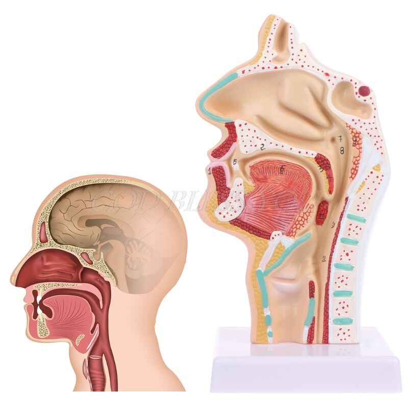 Modelo Anatômico Patológico - Cavidade Nasal, Garganta