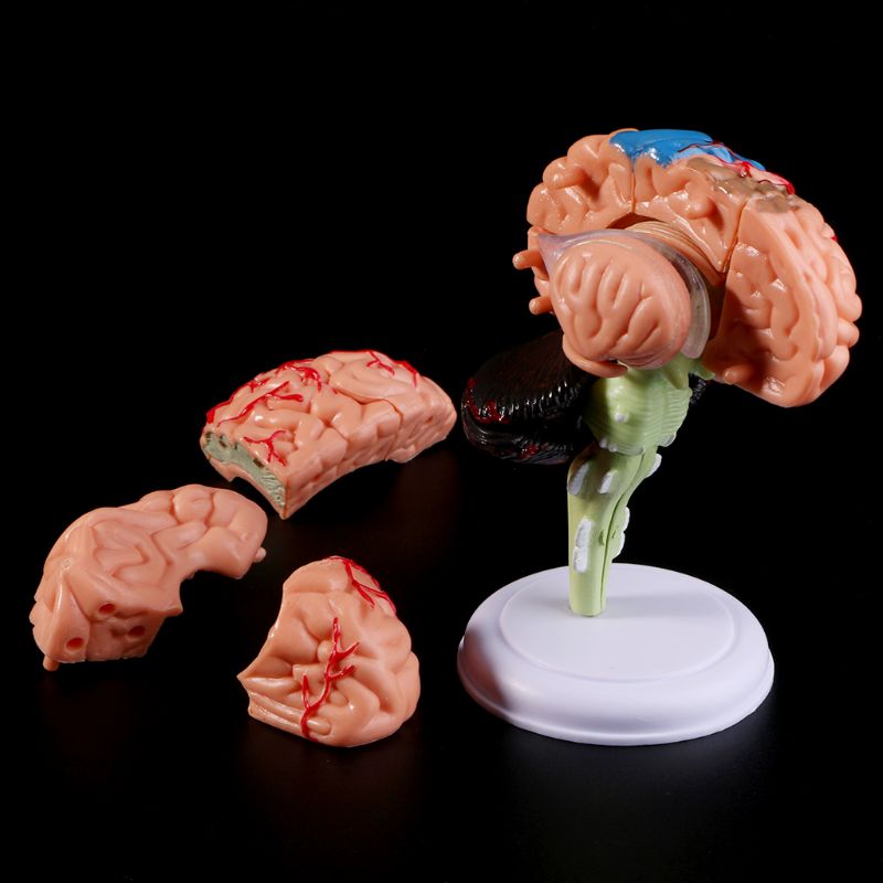 Mini Modelo Anatômico 4D de Cérebro Humano - Ferramentas de Ensino Médico