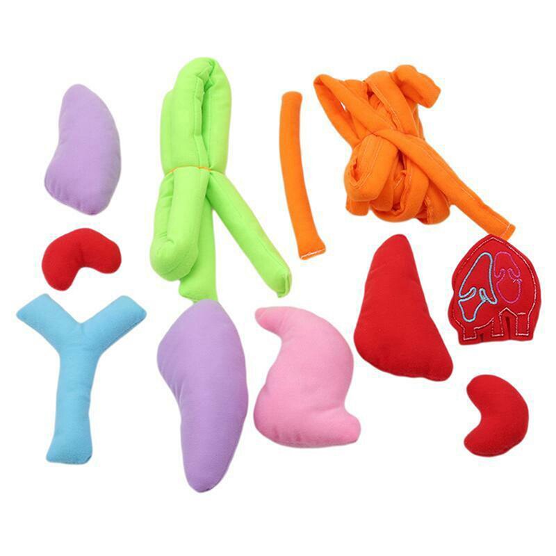 Avental de Anatomia e Órgãos do Corpo Humano Para Educação Infantil