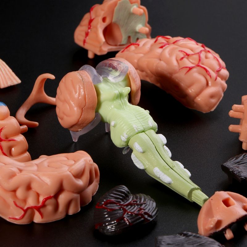 Mini Modelo Anatômico 4D de Cérebro Humano - Ferramentas de Ensino Médico