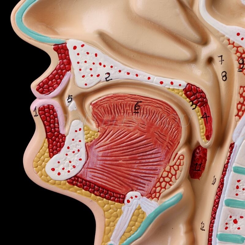 Modelo Anatômico Patológico - Cavidade Nasal, Garganta
