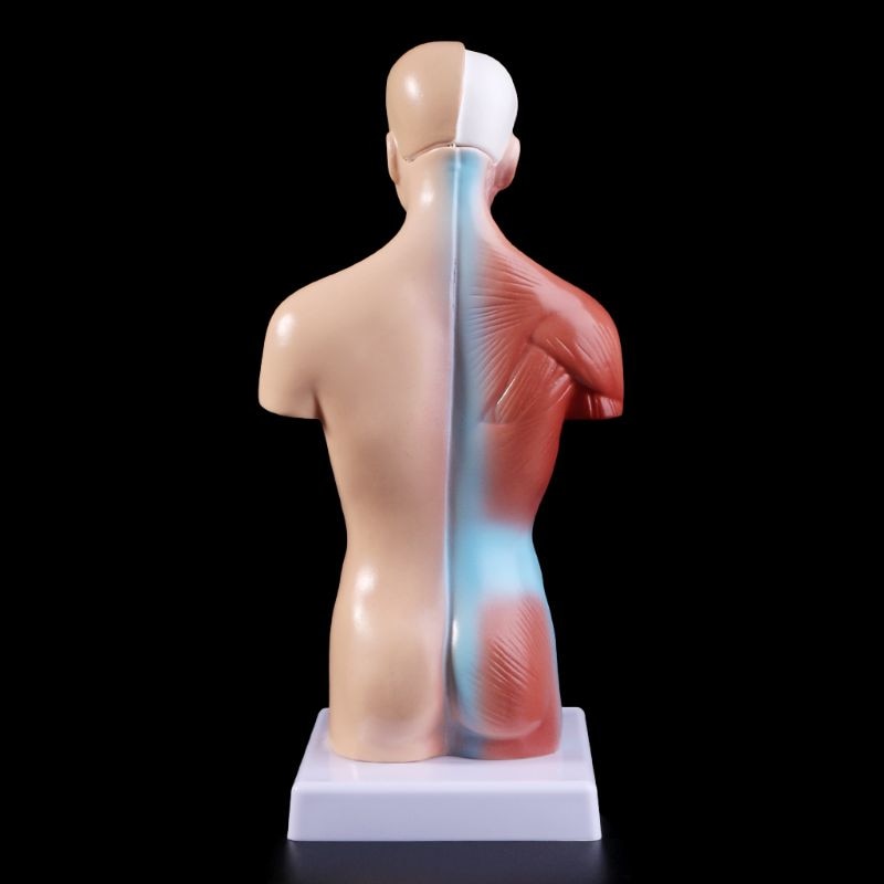 Mini-Modelo Anatômico Corporal - Torso Humano e Órgãos Internos