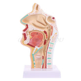 Modelo Anatômico Patológico - Cavidade Nasal, Garganta