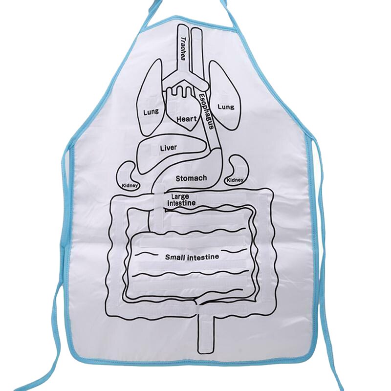 Avental de Anatomia e Órgãos do Corpo Humano Para Educação Infantil