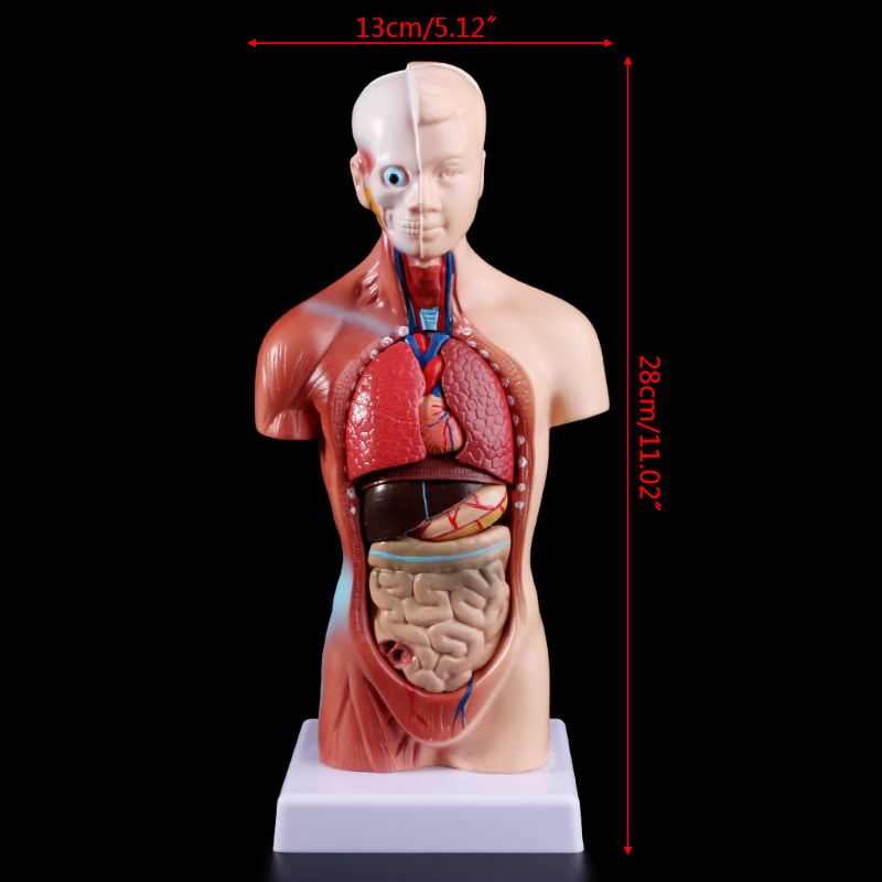 Mini-Modelo Anatômico Corporal - Torso Humano e Órgãos Internos