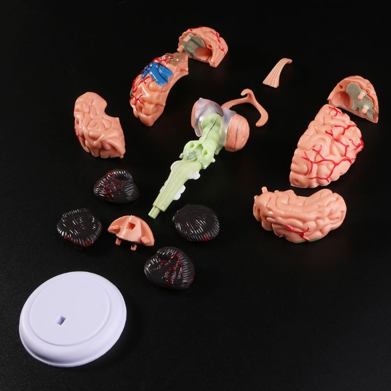 Mini Modelo Anatômico 4D de Cérebro Humano - Ferramentas de Ensino Médico