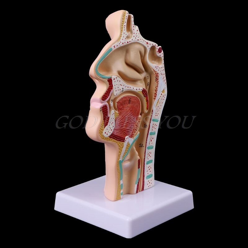 Modelo Anatômico Patológico - Cavidade Nasal, Garganta
