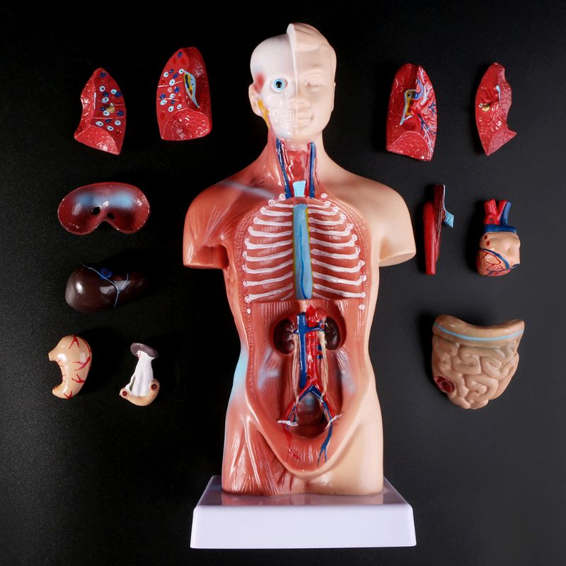Mini-Modelo Anatômico Corporal - Torso Humano e Órgãos Internos