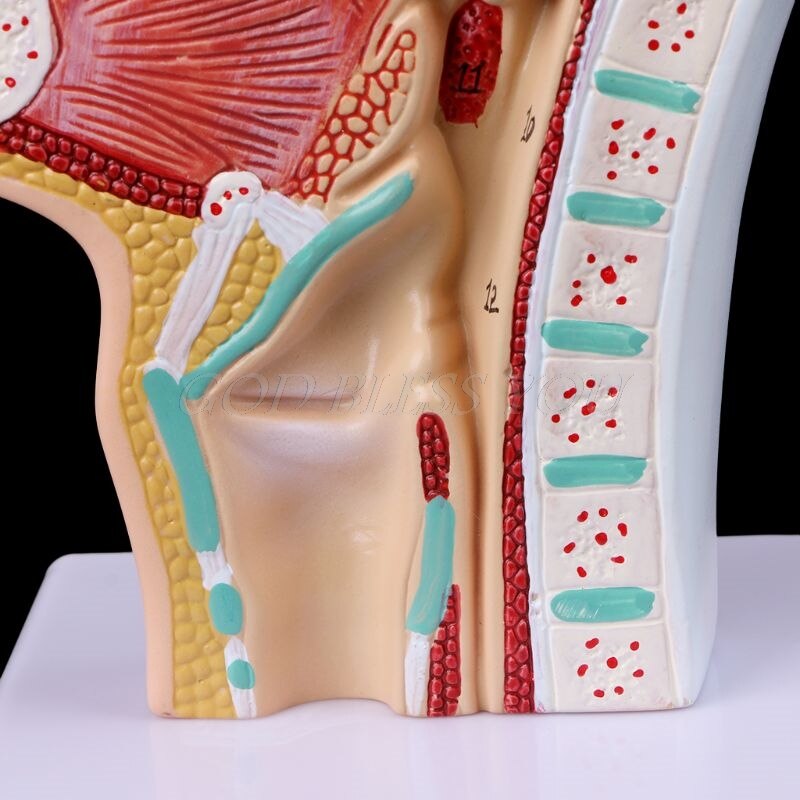 Modelo Anatômico Patológico - Cavidade Nasal, Garganta