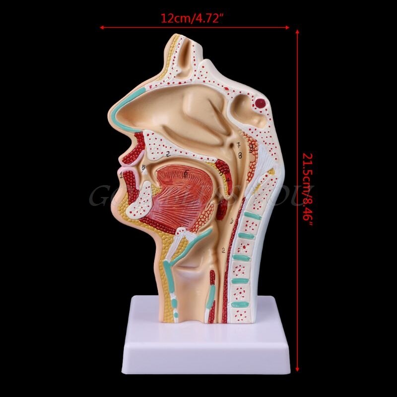 Modelo Anatômico Patológico - Cavidade Nasal, Garganta