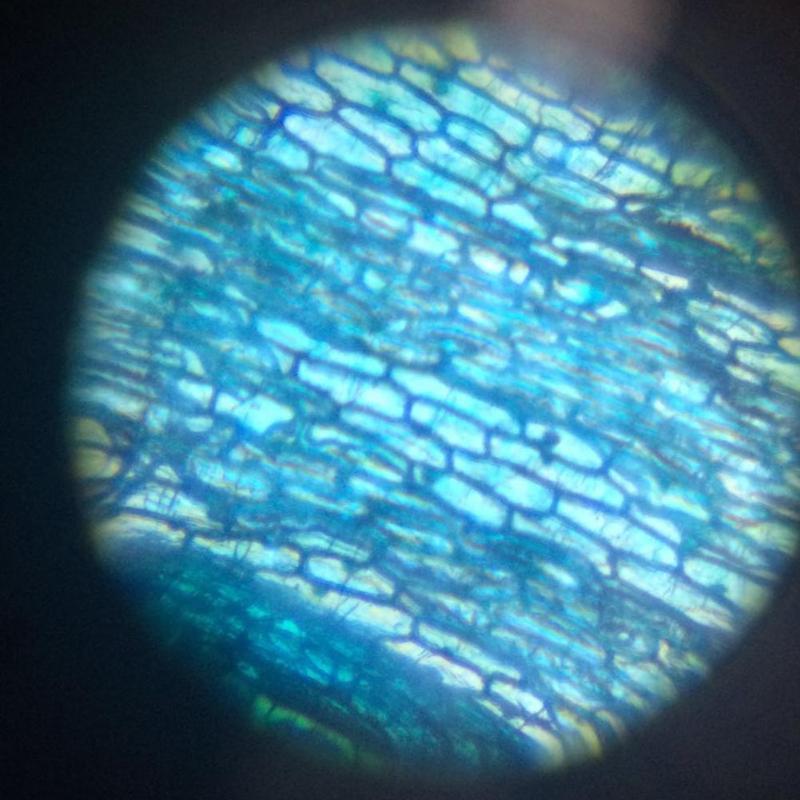 Microscópio Biológico Infantil Laboratório de Ciências - LED Ampliação de até 1200X