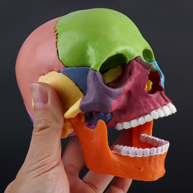 Modelo Anatômico do Crânio Humano 4D - 15 Peças