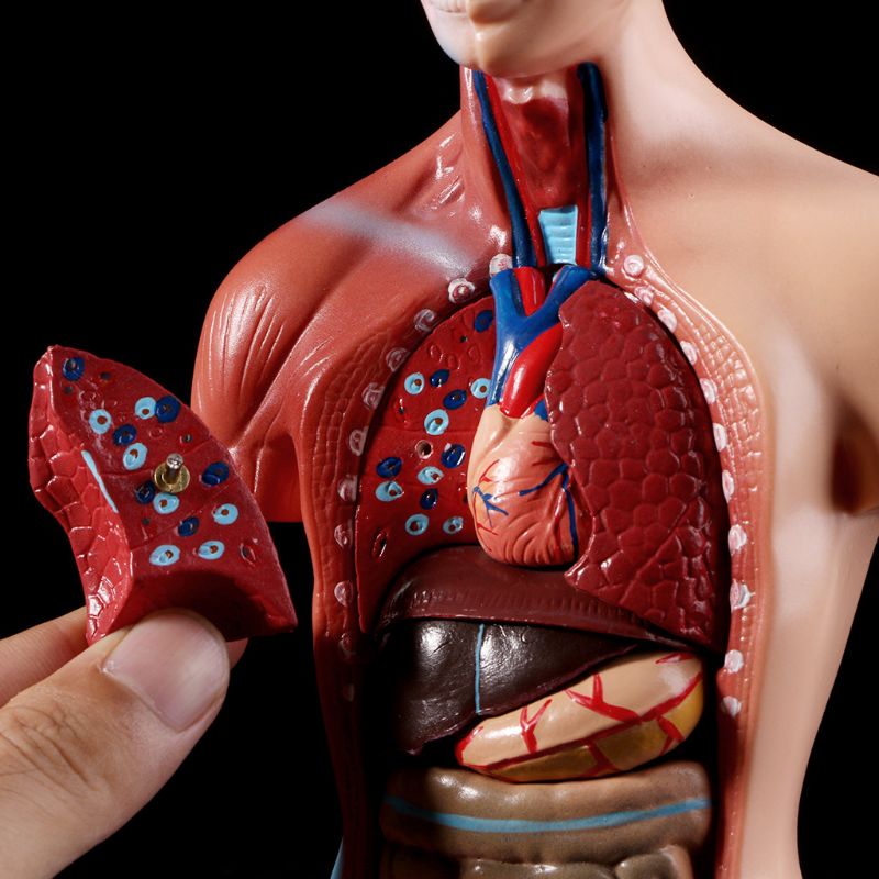 Mini-Modelo Anatômico Corporal - Torso Humano e Órgãos Internos