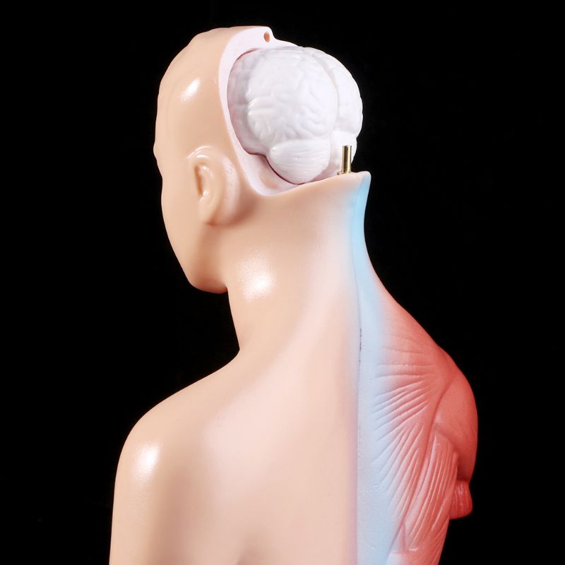 Mini-Modelo Anatômico Corporal - Torso Humano e Órgãos Internos