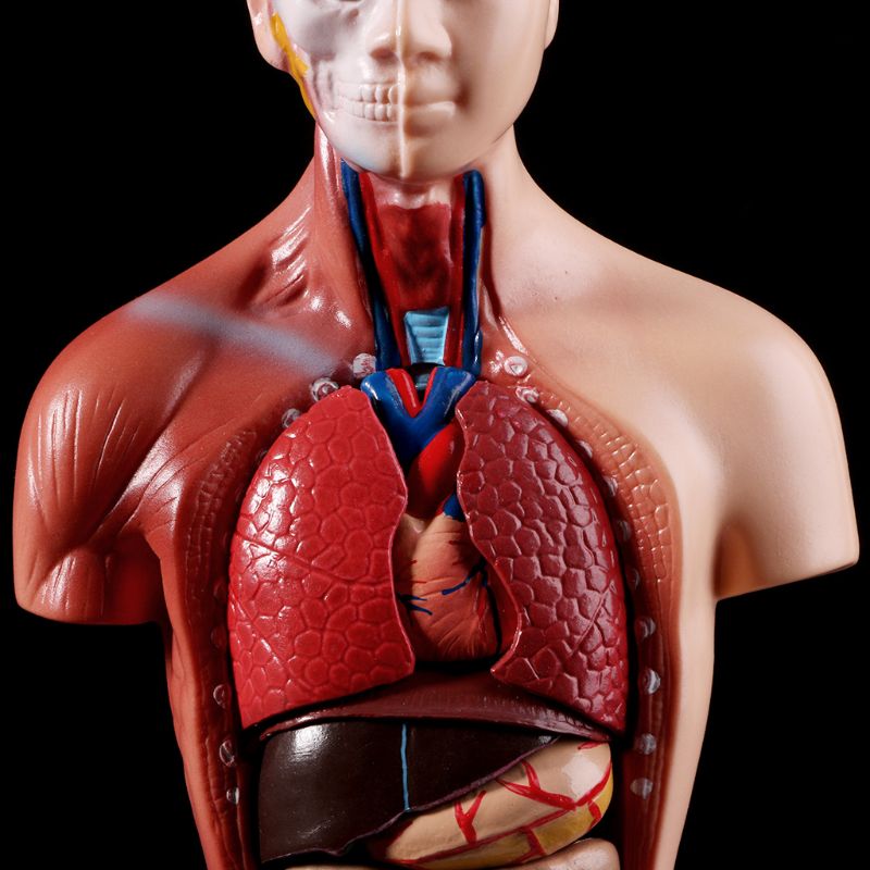 Mini-Modelo Anatômico Corporal - Torso Humano e Órgãos Internos