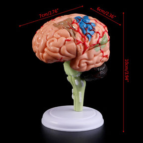 Mini Modelo Anatômico 4D de Cérebro Humano - Ferramentas de Ensino Médico